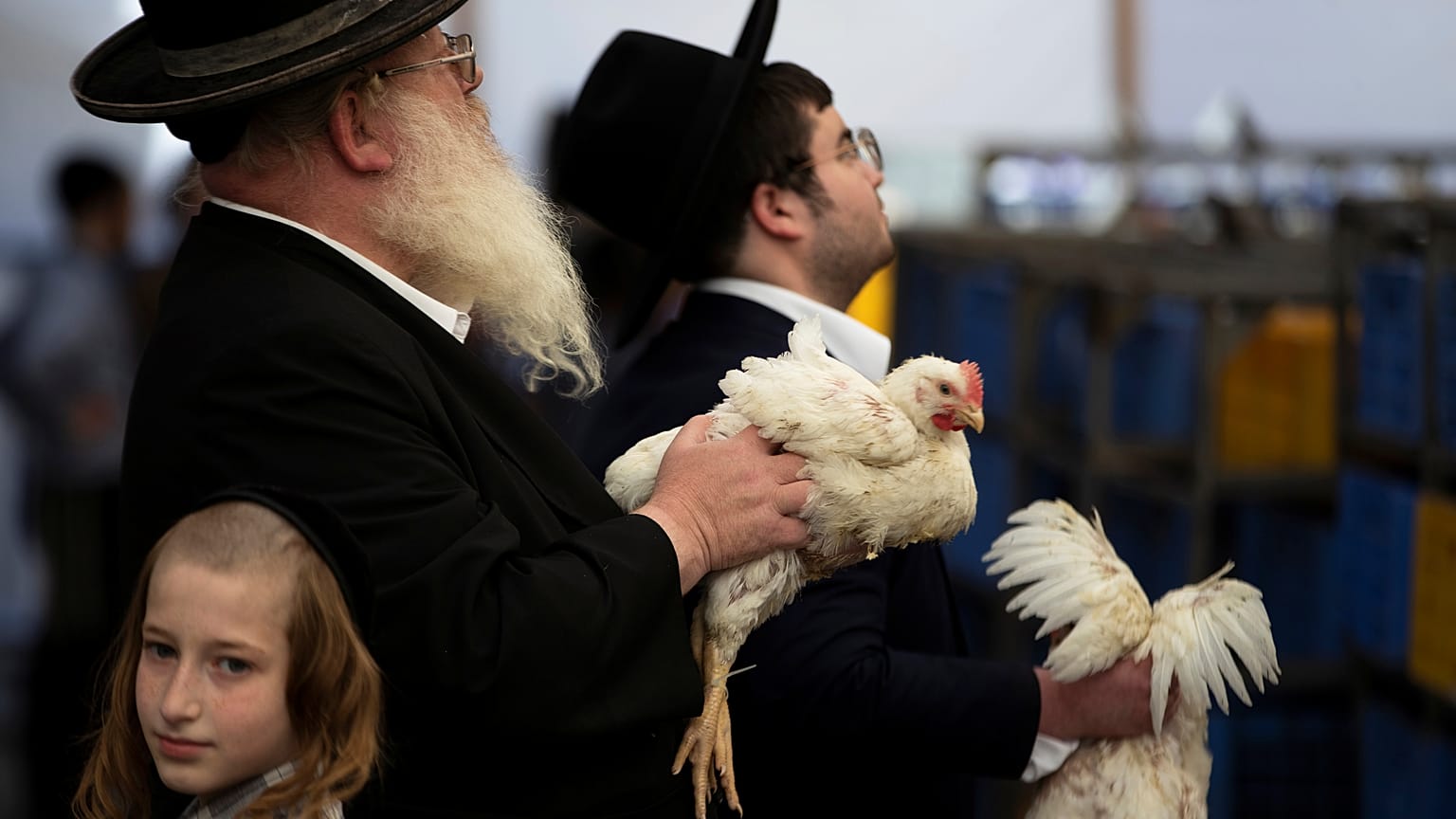 شاهد: يهود يحيون "يوم الغفران" بتلويح الدجاج الحي فوق رؤوسهم