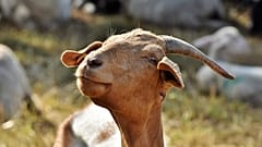 Not kidding: Goats outnumber humans 12-to-1 on this Greek island