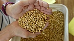 Soybean crops