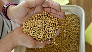 Soybean crops