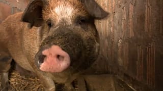 Has Hungary's swine flu epidemic infected its pig population? 
