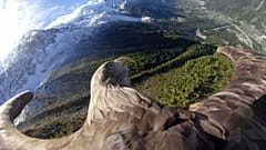 Chamonix, aquila "testimone" dei cambiamenti climatici