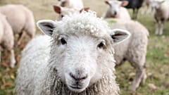 This jumper includes a "sheep with every purchase"
