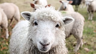 This jumper includes a "sheep with every purchase"