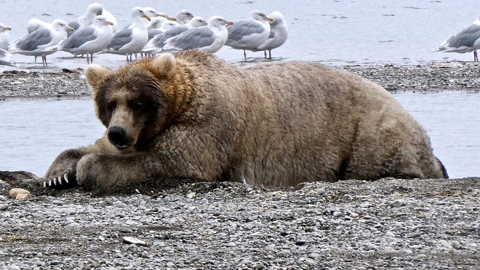 17.000 Klicks: Alaska krönt "Holly" zur "Königin der fetten Bären"