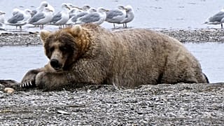 17.000 Klicks: Alaska krönt "Holly" zur "Königin der fetten Bären"
