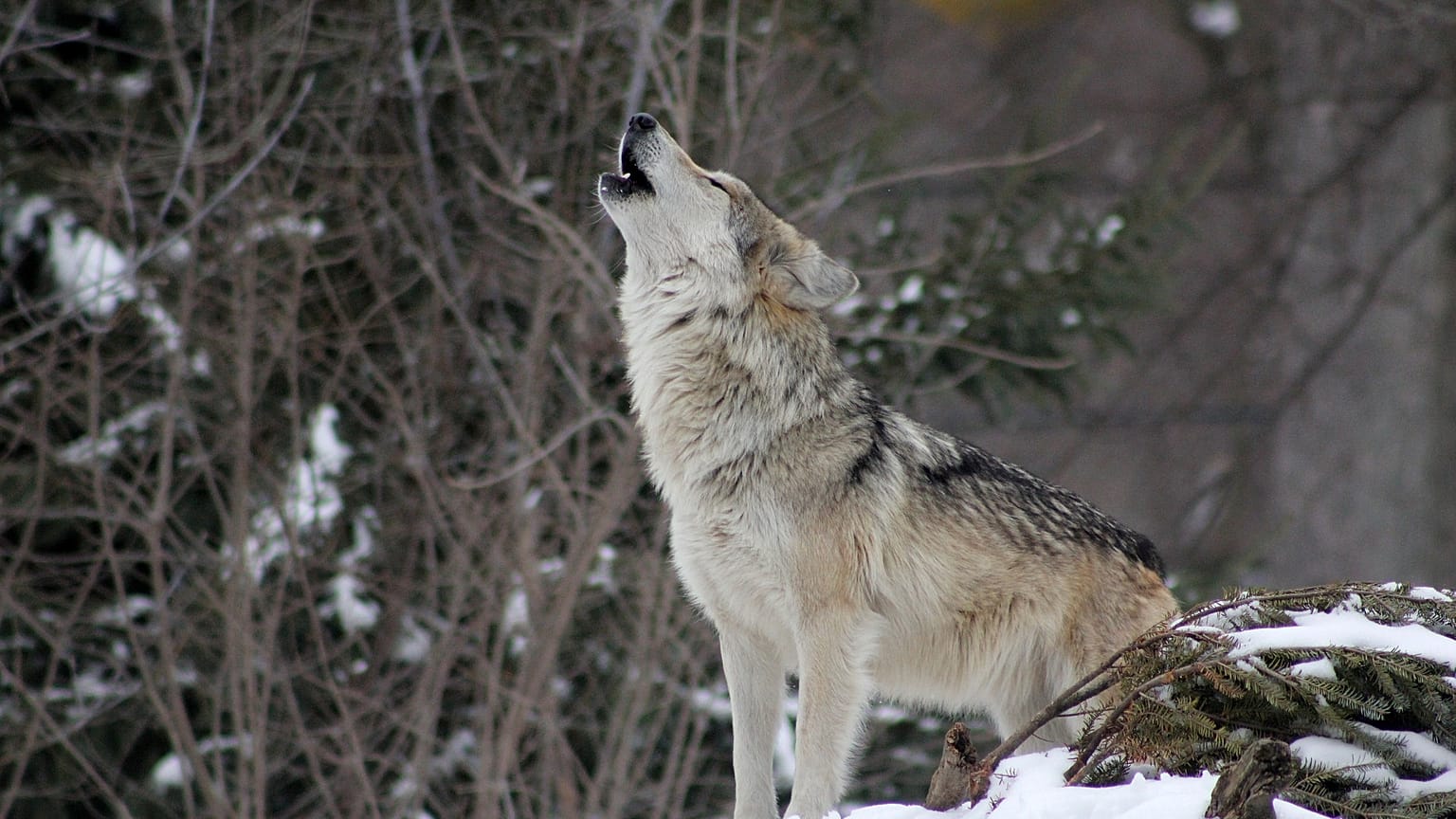 EU’s top court upholds the protection of Finnish wolves