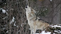 EU’s top court upholds the protection of Finnish wolves