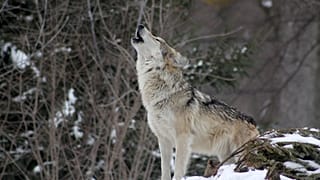 EU’s top court upholds the protection of Finnish wolves