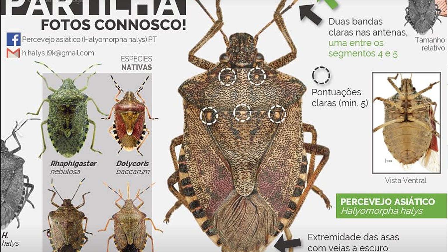 Praga do percevejo asiático pode chegar a Portugal