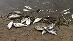 Desastre ecológico no Mar Menor