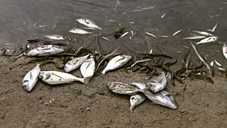 Desastre ecológico no Mar Menor