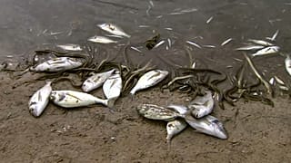 Tod in der Lagune: Fischsterben nach schweren Unwettern