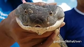 Διάσωση τετράμετρης βασιλικής κόμπρας στην Ταϋλάνδη