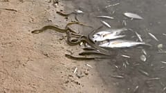 ¿Qué ha causado el mayor desastre ecológico del Mar Menor?