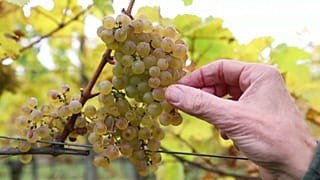 La batalla del vino austríaco contra el cambio climático