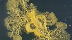 The 'blob' is neither an animal nor a fungus but has characteristics of both