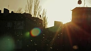 A rovarok háromnegyede tűnt el 30 év alatt