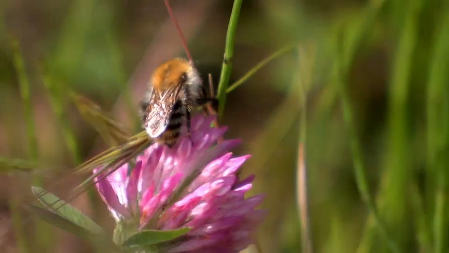 Desaparición masiva de insectos en el oeste de Alemania