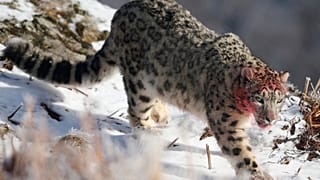 Un leopardo de las nieves camina en su recinto en el RZSS Highland Wildlife Park cerca de Kincraig, Escocia.
