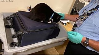Sie versteckt sich gerne: Katze Candy wäre fast mit in den Urlaub gereist.