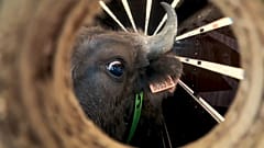 Reintrodução de bisontes na Europa