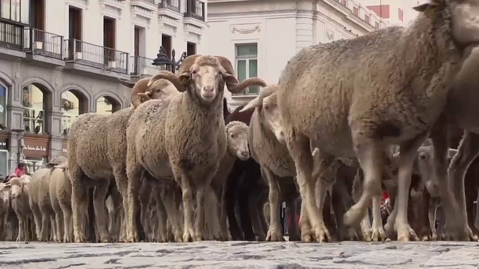 La fiesta de la trashumancia en Madrid