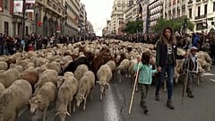 Juhok Madrid központjában