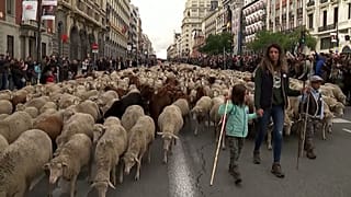 Juhok Madrid központjában