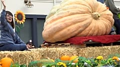 Kürbis-Festival in Kalifornien