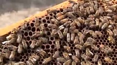 EU-Parlament will besseren Schutz von Bienen