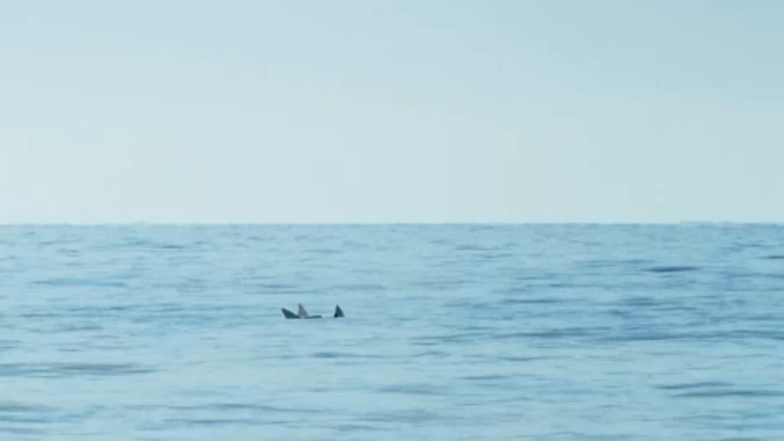 Egyetlen döntésen múlhat a barnadelfinek sorsa