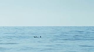 Egyetlen döntésen múlhat a barnadelfinek sorsa