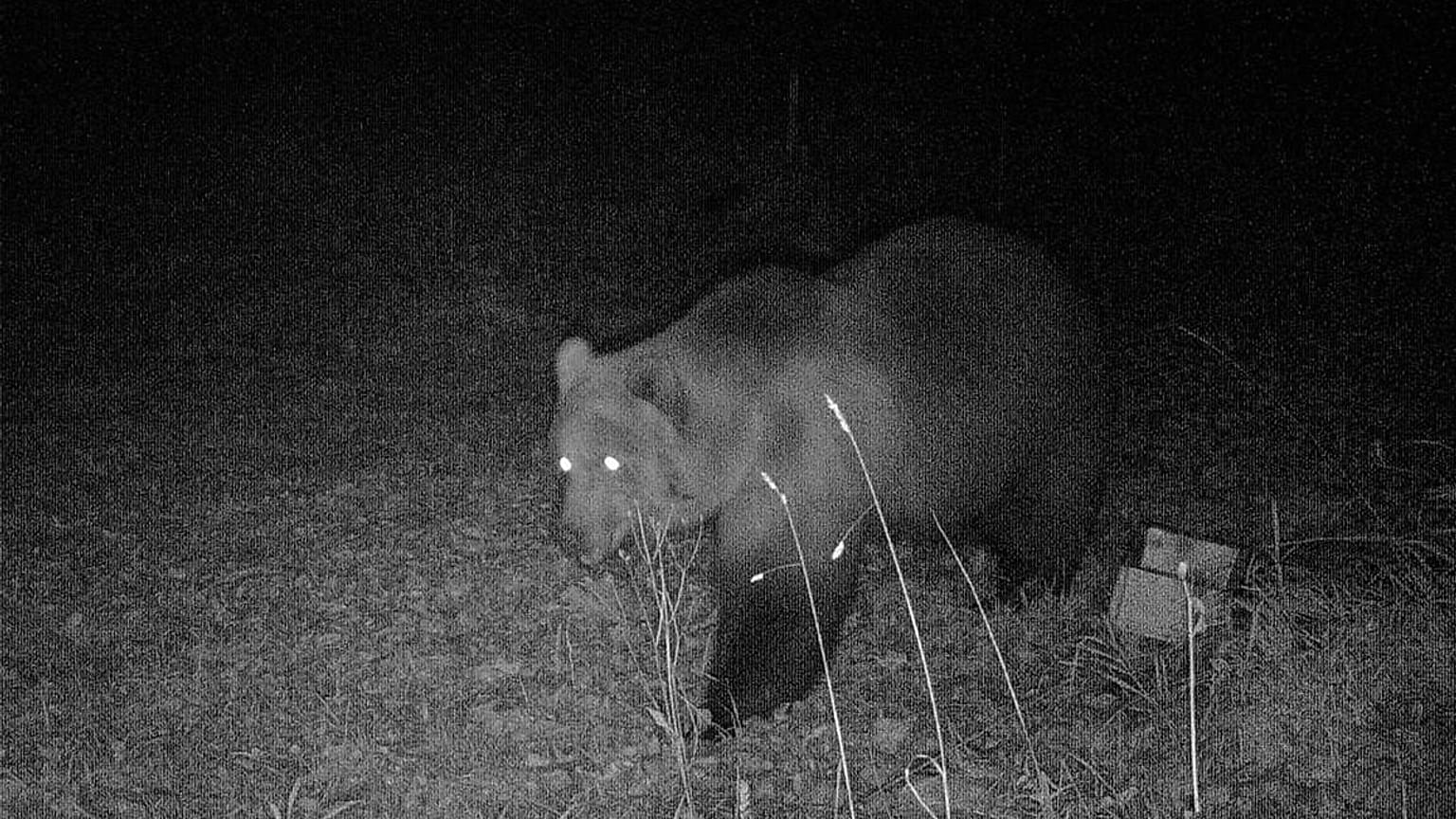 Ein Braunbär streift durch Bayern.
