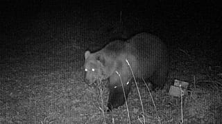 Ein Braunbär streift durch Bayern.