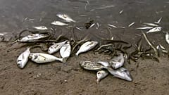 ¿Por qué se muere el Mar Menor y qué otras zonas peligran?
