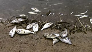 ¿Por qué se muere el Mar Menor y qué otras zonas peligran?