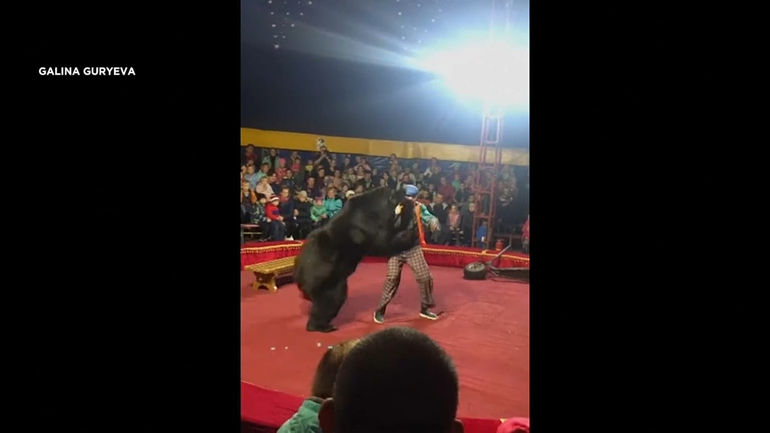شاهد: لحظة هجوم دب على مدربه خلال عرض في سيرك روسي