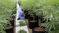  Francia, sì alla sperimentazione sulla cannabis terapeutica