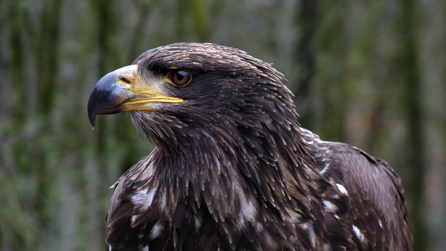 Eagle's big bill: GPS-tracked bird sends mobile charge soaring by roaming into Iran