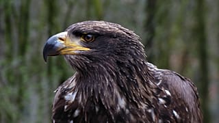 Eagle's big bill: GPS-tracked bird sends mobile charge soaring by roaming into Iran