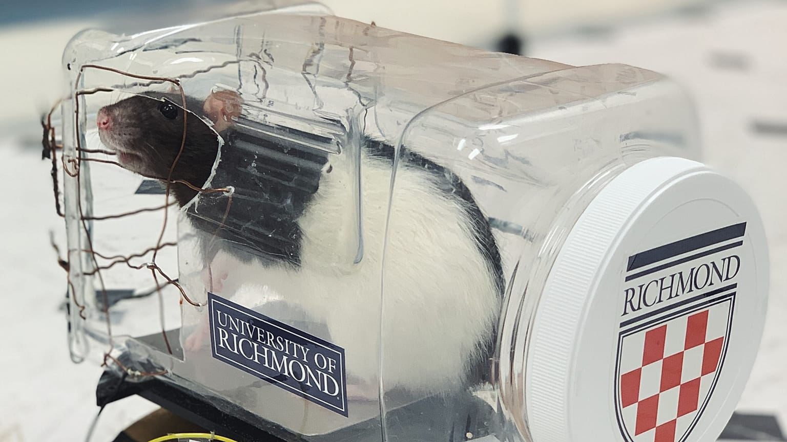 Watch: Scientists have taught rats to drive - and they love it