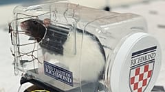 Watch: Scientists have taught rats to drive - and they love it