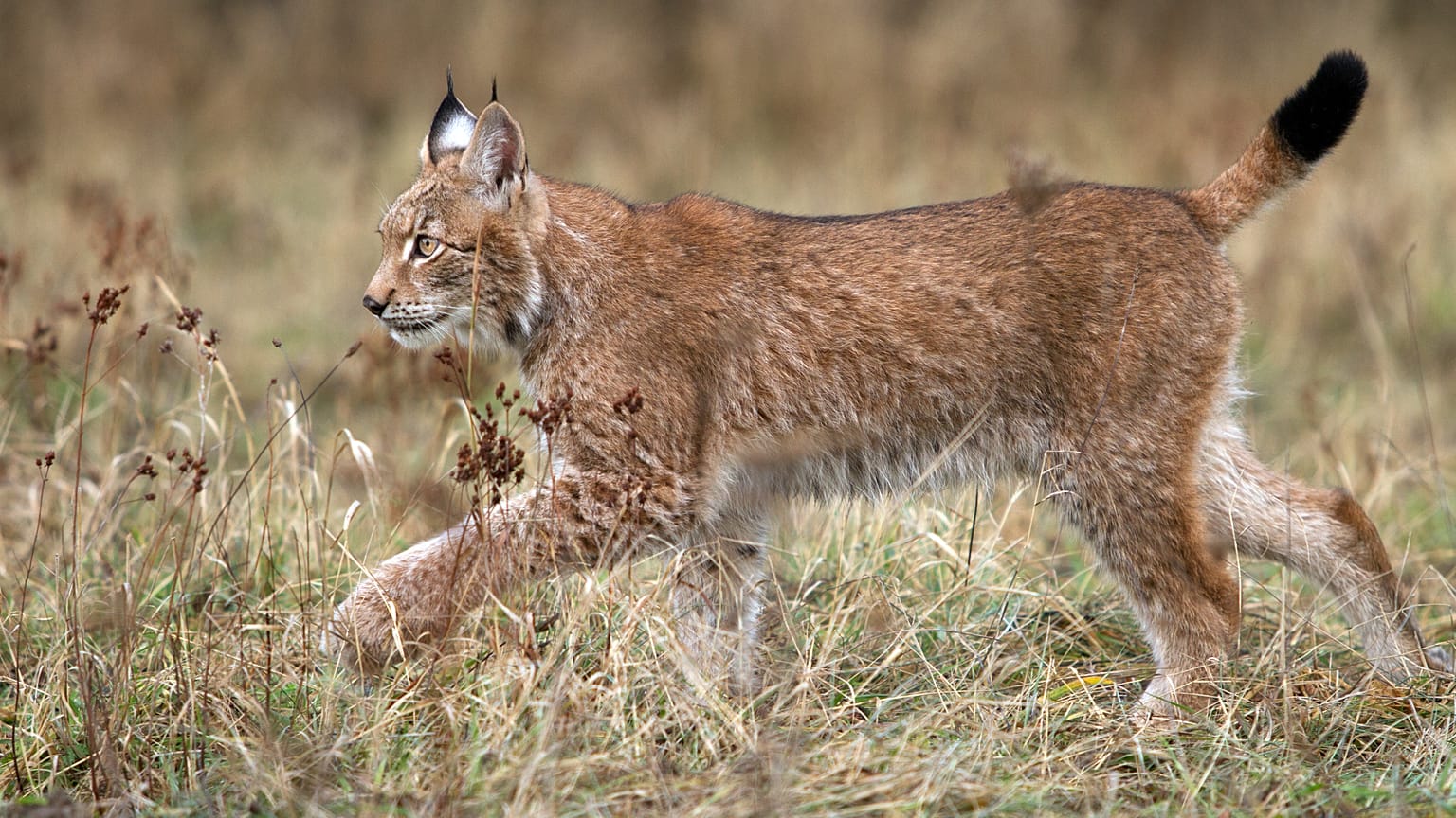 Nachdem er zwischenzeitlich ausgerottet war, zieht der Luchs heute wieder durch Deutschland und Österreich.