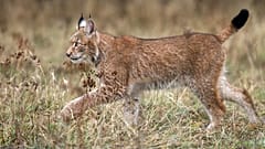 Nachdem er zwischenzeitlich ausgerottet war, zieht der Luchs heute wieder durch Deutschland und Österreich.