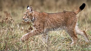Nachdem er zwischenzeitlich ausgerottet war, zieht der Luchs heute wieder durch Deutschland und Österreich.