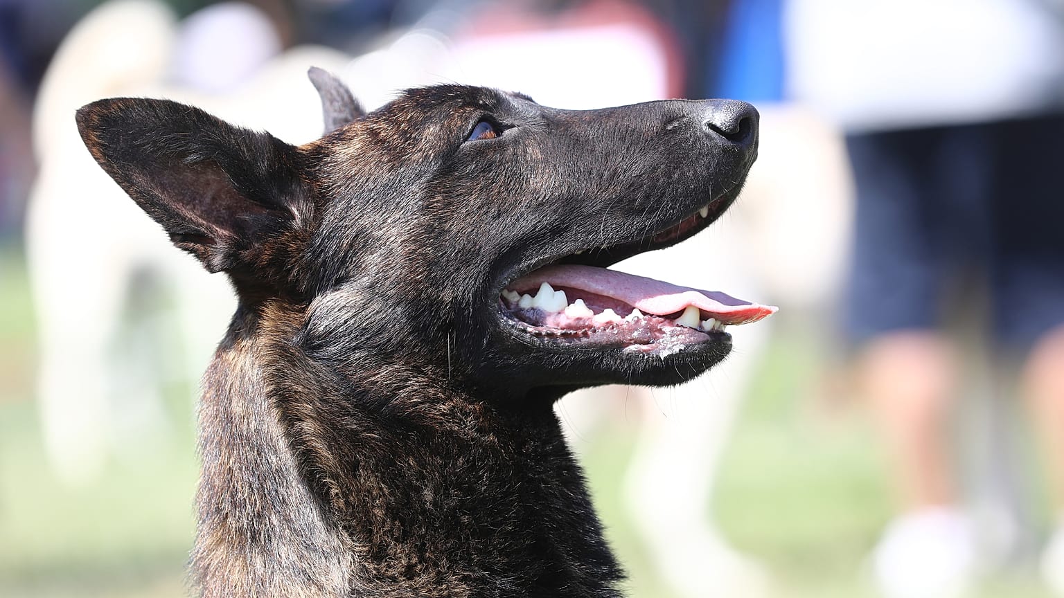 Malinois köpeği
