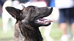 Malinois köpeği