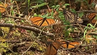 Watch: Millions of monarch butterflies arrive in Mexico