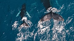 Whale populations have been under threat since the 1930s due to whaling